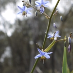 Dianella revoluta var. revoluta at Majura, ACT - 1 Nov 2014