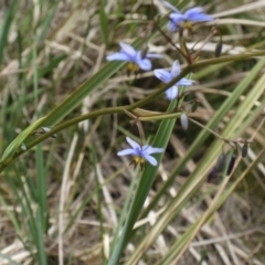 Dianella revoluta var. revoluta at Majura, ACT - 1 Nov 2014