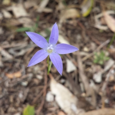 Wahlenbergia sp. (Bluebell) at Mount Ainslie - 1 Nov 2014 by ClubFED