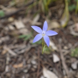 Wahlenbergia sp. at Hackett, ACT - 1 Nov 2014