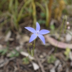 Wahlenbergia sp. at Hackett, ACT - 1 Nov 2014 12:45 PM