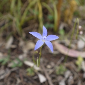 Wahlenbergia sp. at Hackett, ACT - 1 Nov 2014 12:45 PM