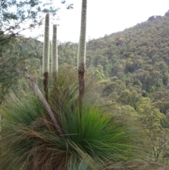 Xanthorrhoea glauca subsp. angustifolia at Paddys River, ACT - 1 Nov 2014