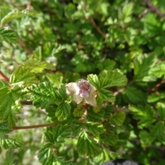 Rubus parvifolius (Native Raspberry) at Paddys River, ACT - 1 Nov 2014 by galah681