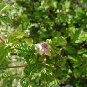 Rubus parvifolius at Paddys River, ACT - 1 Nov 2014 08:21 AM