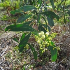 Acacia obliquinervia (Mountain Hickory) at Paddys River, ACT - 31 Oct 2014 by galah681