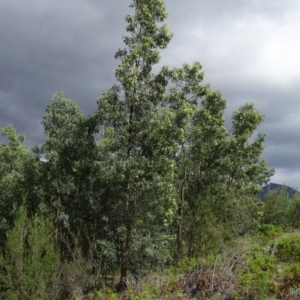 Acacia obliquinervia at Paddys River, ACT - 1 Nov 2014