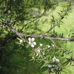 Leptospermum continentale (Prickly Teatree) at Paddys River, ACT - 31 Oct 2014 by galah681