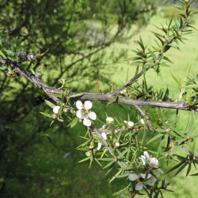 Leptospermum continentale (Prickly Teatree) at Paddys River, ACT - 31 Oct 2014 by galah681