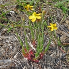 Hypericum gramineum (Small St Johns Wort) at Paddys River, ACT - 1 Nov 2014 by galah681