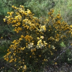 Oxylobium ellipticum at Paddys River, ACT - 1 Nov 2014 08:43 AM