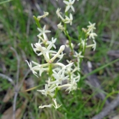 Stackhousia monogyna (Creamy Candles) at Paddys River, ACT - 31 Oct 2014 by galah681