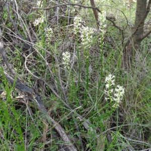 Stackhousia monogyna at Paddys River, ACT - 1 Nov 2014 08:44 AM