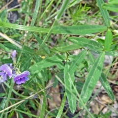 Glycine clandestina (Twining Glycine) at Tidbinbilla Nature Reserve - 31 Oct 2014 by galah681