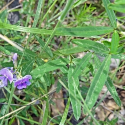 Glycine clandestina (Twining Glycine) at Tidbinbilla Nature Reserve - 31 Oct 2014 by galah681