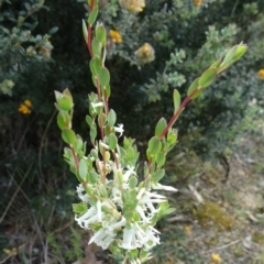 Brachyloma daphnoides (Daphne Heath) at Paddys River, ACT - 31 Oct 2014 by galah681