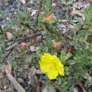 Hibbertia obtusifolia at Paddys River, ACT - 1 Nov 2014 08:45 AM