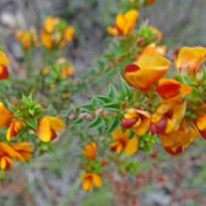 Pultenaea procumbens at Paddys River, ACT - 1 Nov 2014 08:55 AM