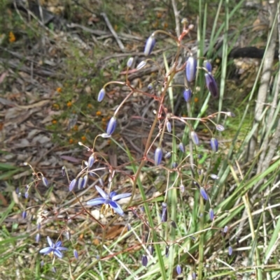 Dianella revoluta var. revoluta (Black-Anther Flax Lily) at Paddys River, ACT - 1 Nov 2014 by galah681
