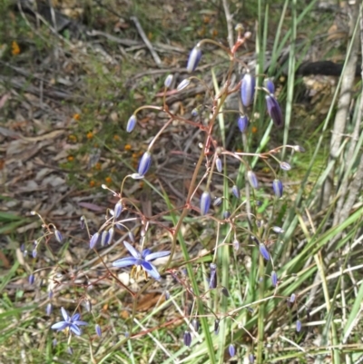 Dianella revoluta var. revoluta (Black-Anther Flax Lily) at Tidbinbilla Nature Reserve - 31 Oct 2014 by galah681