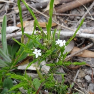 Leucopogon virgatus at Paddys River, ACT - 1 Nov 2014