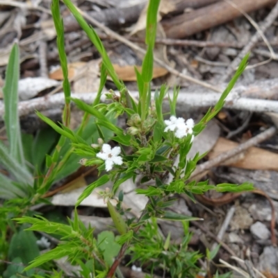 Leucopogon virgatus (Common Beard-heath) at Tidbinbilla Nature Reserve - 31 Oct 2014 by galah681