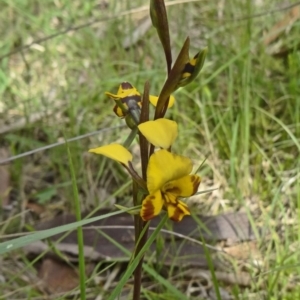 Diuris semilunulata at Paddys River, ACT - suppressed