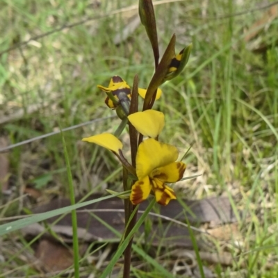 Diuris semilunulata (Late Leopard Orchid) at Paddys River, ACT - 31 Oct 2014 by galah681