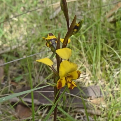 Diuris semilunulata (Late Leopard Orchid) at Paddys River, ACT - 1 Nov 2014 by galah681
