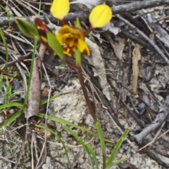 Diuris semilunulata at Paddys River, ACT - suppressed