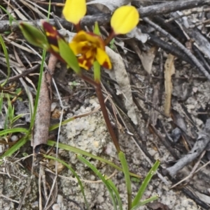 Diuris semilunulata at Paddys River, ACT - 1 Nov 2014