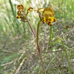 Diuris semilunulata at Paddys River, ACT - 1 Nov 2014