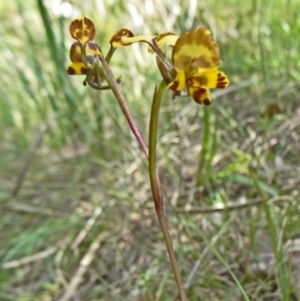 Diuris semilunulata at Paddys River, ACT - 1 Nov 2014