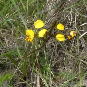 Diuris semilunulata at Paddys River, ACT - suppressed