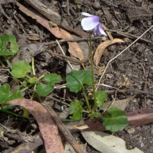 Viola hederacea at Paddys River, ACT - 1 Nov 2014