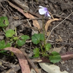 Viola hederacea (Ivy-leaved Violet) at Paddys River, ACT - 31 Oct 2014 by galah681