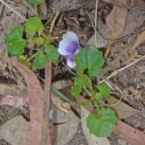 Viola hederacea at Paddys River, ACT - 1 Nov 2014