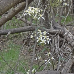 Clematis aristata (Mountain Clematis) at Paddys River, ACT - 1 Nov 2014 by galah681