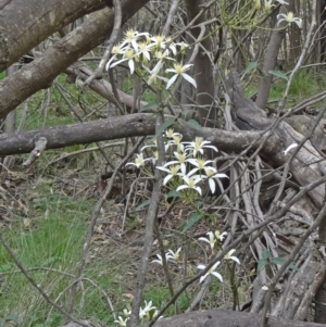 Clematis aristata at Paddys River, ACT - 1 Nov 2014 09:56 AM