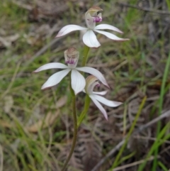 Caladenia moschata (Musky Caps) at Paddys River, ACT - 1 Nov 2014 by galah681