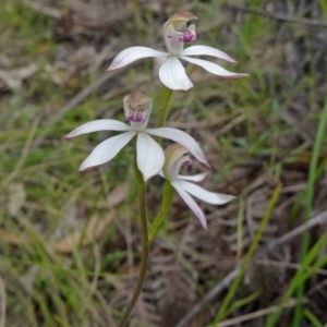 Caladenia moschata at Paddys River, ACT - 1 Nov 2014