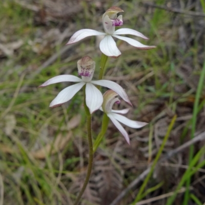 Caladenia moschata (Musky Caps) at Paddys River, ACT - 1 Nov 2014 by galah681