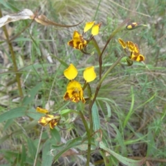 Diuris semilunulata (Late Leopard Orchid) at Paddys River, ACT - 1 Nov 2014 by galah681