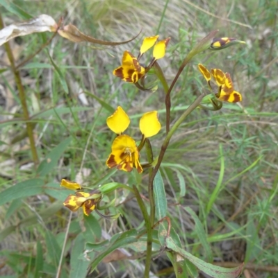 Diuris semilunulata (Late Leopard Orchid) at Paddys River, ACT - 1 Nov 2014 by galah681