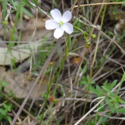 Drosera auriculata (Tall Sundew) at Paddys River, ACT - 1 Nov 2014 by galah681