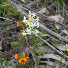 Stackhousia monogyna (Creamy Candles) at Paddys River, ACT - 31 Oct 2014 by galah681