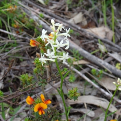 Stackhousia monogyna (Creamy Candles) at Paddys River, ACT - 1 Nov 2014 by galah681