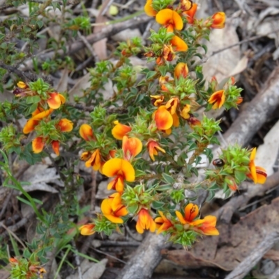 Pultenaea procumbens (Bush Pea) at Paddys River, ACT - 1 Nov 2014 by galah681