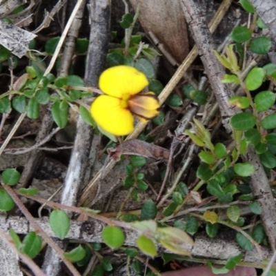 Bossiaea buxifolia (Matted Bossiaea) at Paddys River, ACT - 1 Nov 2014 by galah681