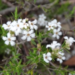 Leucopogon virgatus (Common Beard-heath) at Tidbinbilla Nature Reserve - 31 Oct 2014 by galah681